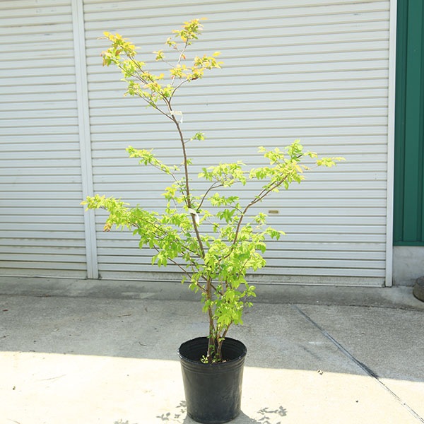 希少庭木・植木：ナツハゼ（なつはぜ）* 現品限り！ 樹高：約150cm