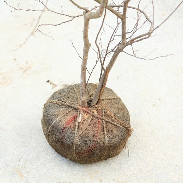 希少庭木・植木：ナツハゼ（なつはぜ）* 現品限り！ 樹高：約150cm