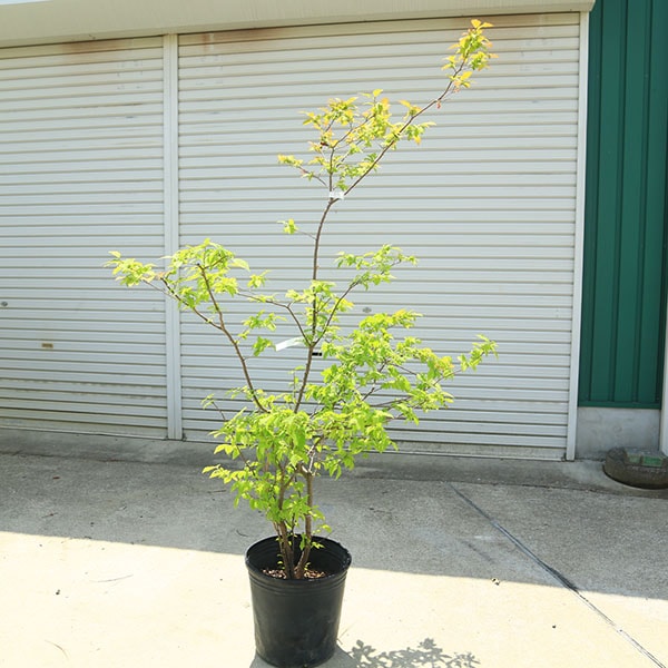 ナツハゼ　121 現在の木姿 希少庭木・植木：ナツハゼ（なつはぜ）* 現品限り！ 樹高：約150cm