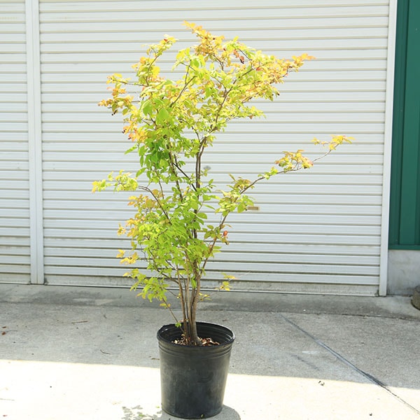 希少庭木・植木：ナツハゼ（なつはぜ）* 現品限り！ 樹高：約130cm