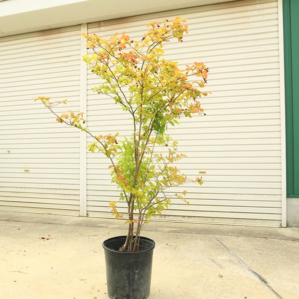 希少庭木・植木：ナツハゼ（なつはぜ）* 現品限り！ 樹高：約130cm