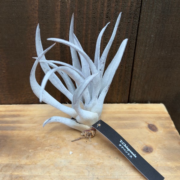 おしゃれ 観葉植物：チランジア チアペンシスR*エアープランツ | 観葉