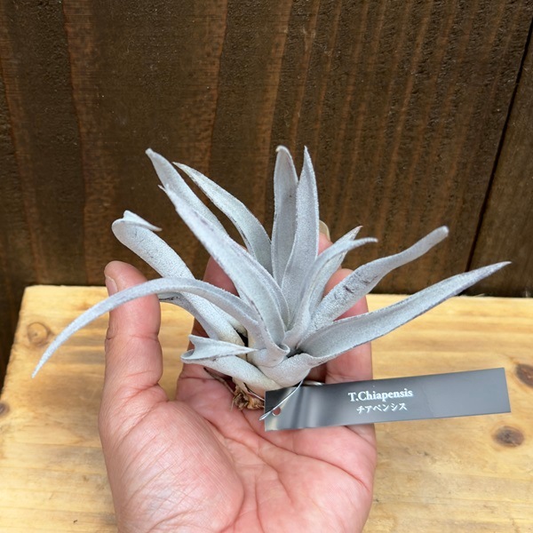 おしゃれ 観葉植物：チランジア チアペンシスR*エアープランツ | 観葉