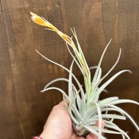 おしゃれ 観葉植物：チランジア レクルビフォリア サブセクンディ