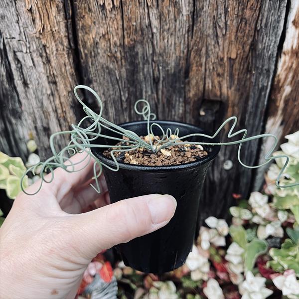 多肉植物 ゲチリス ナマクエンシス 南ア ケープバルブ 冬型球根