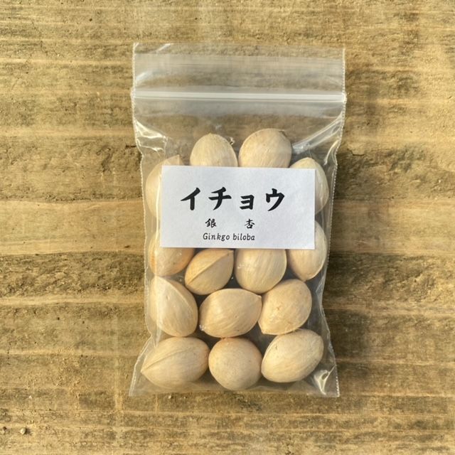 遊恵盆栽：種子 イチョウ*（銀杏/いちょう） | 盆栽素材,種子 | 遊恵
