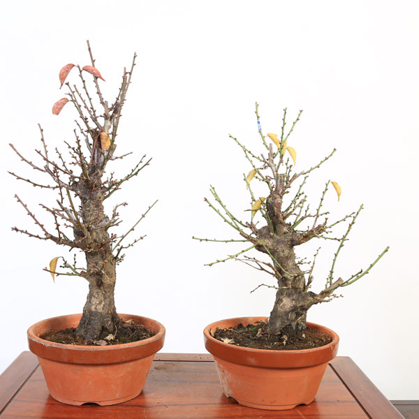 �ġ��ߡ�����ˤ��ᡡ����*�ʹ��ߡ����ߡ�7���ǾƤ�ȭ  ���ȡ���ɤ��餫�����Ӳ���������2026ǯ��ճ���ͽ���