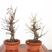 ġߡˤᡡ*ʹߡߡ7ǾƤȭ  ȡɤ餫Ӳ2025ǯֽλ