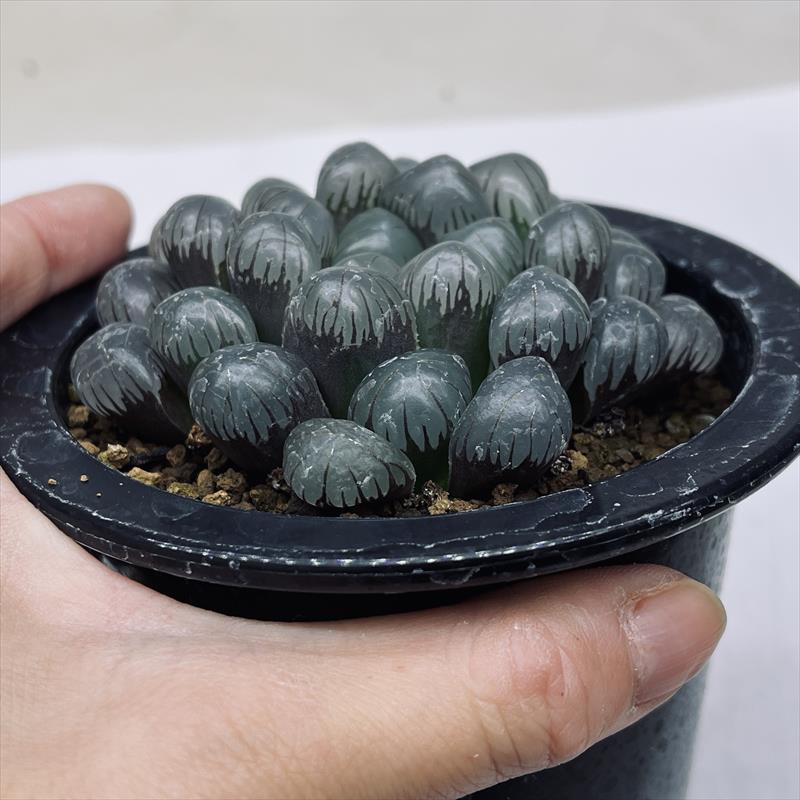 多肉植物：ハオルチア ドドソン紫オブツーサ*幅8cm | サボテン