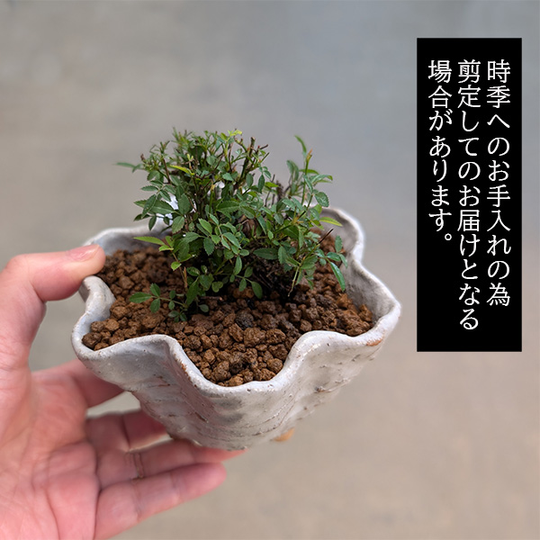 姫蘇鉄　盆栽　希少　ミニサイズ ミニ盆栽：極姫ばら 姫乙女（信楽焼花型小鉢）* 鉢が選べる 鉢花