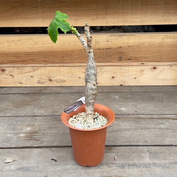 観葉植物：サンゴアブラギリ プラポット*珊瑚油桐 | 観葉植物