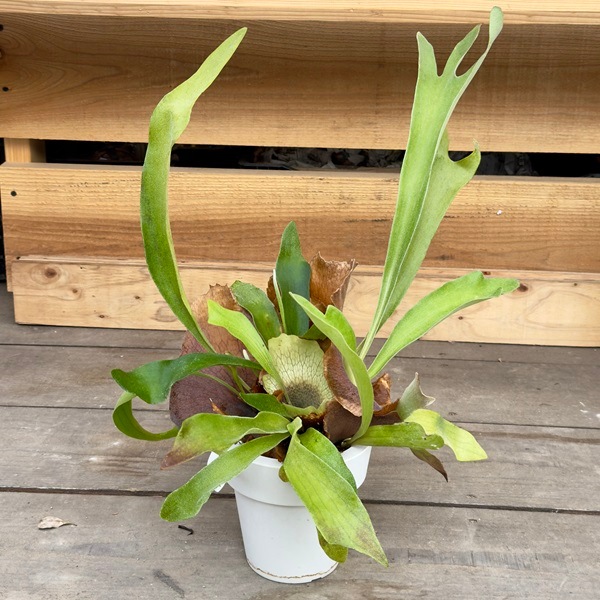 おしゃれ 観葉植物：ビカクシダ コウモリラン ネザーランド*プラポット