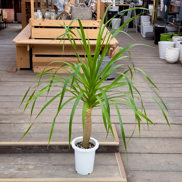 観葉植物：ドラセナ*7号 プラポット 大型ヤマト便配送 現品をお届け