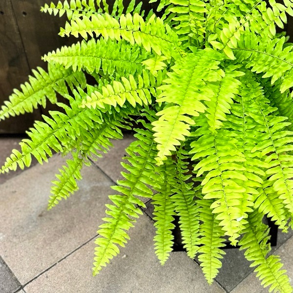 ネフロレピス　7号　シダ系 ネフロレピス 7号 シダ系