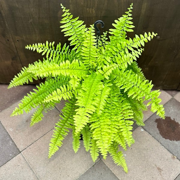 シダ植物 観葉植物：ネフロレピス (ライムグリーン)*吊り鉢 5号 | 観葉