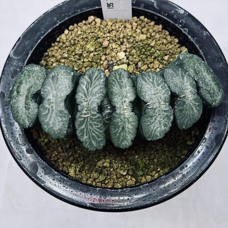 多肉植物 ハオルチア 自宅実生オブツーサ錦 秋季赤斑 未繁殖 【公式通販】