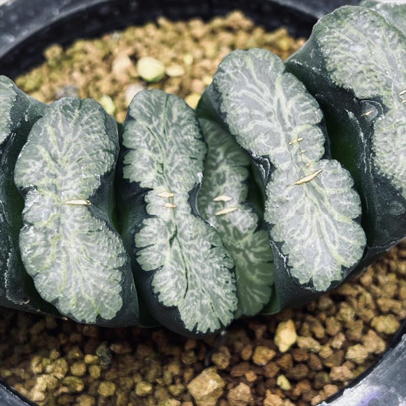 60a番 ハオルチア 多肉植物 赤い鳥実生 自家繁殖 【公式通販】