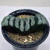 ¿����ʪ���ϥ������������T51*��11��������ʡ����ʸ¤�