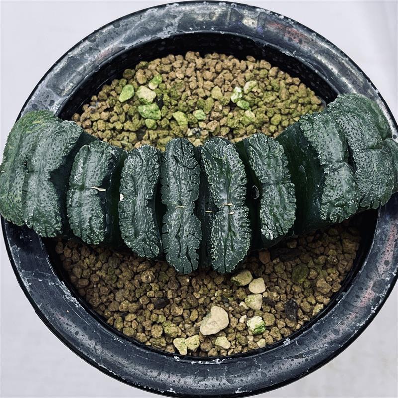 多肉植物ハオルチア 59玉扇玄武帝 サボテン 多肉植物ハオルチア 59玉扇玄武帝 サボテン