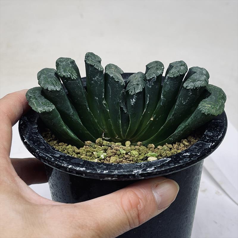 玉扇　超美株　大きい 多肉植物ハオルチア52玉扇superマンモスX大黑 サボテン