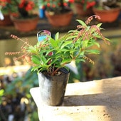 ���ڡ��ġ������ӡ����ץ�󥰥٥�*������ �Ͽ���