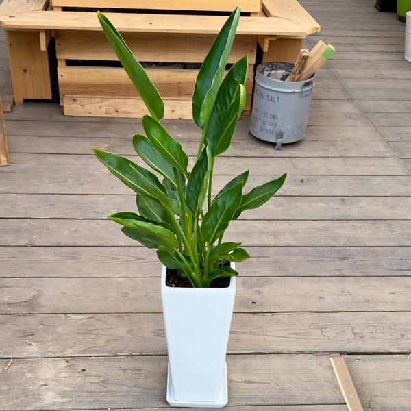 おしゃれ 観葉植物：ストレリチア オーガスタ 鉢植え 受皿付*大型 