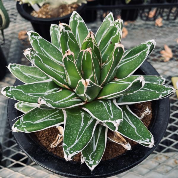 笹の雪 大株 選抜優良SS級株】笹の雪 輝山 大株