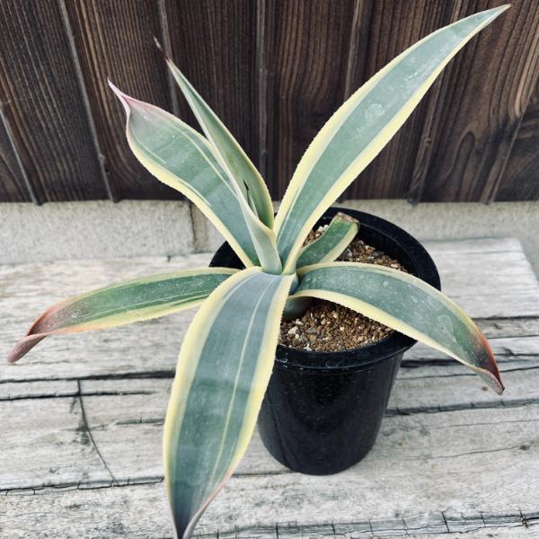 多肉植物：アガベ ウェベリー アリゾナスター*幅27cm
