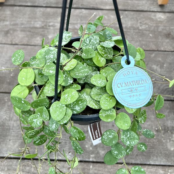 ホヤ　マチルダ　植え木鉢ごと ホヤ・マチルダ耐陰性、耐寒性が高く育てやすい品種｜e花屋さん