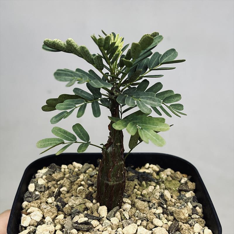 �����ǥå���������� ���ǥ����ʥꥹ ����*����6���