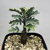 �����ǥå���������� ���ǥ����ʥꥹ ����*����6���