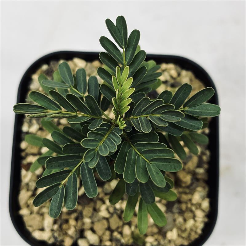 コーデックス：センナ メリディオナリス 実生*葉幅6cm | サボテン