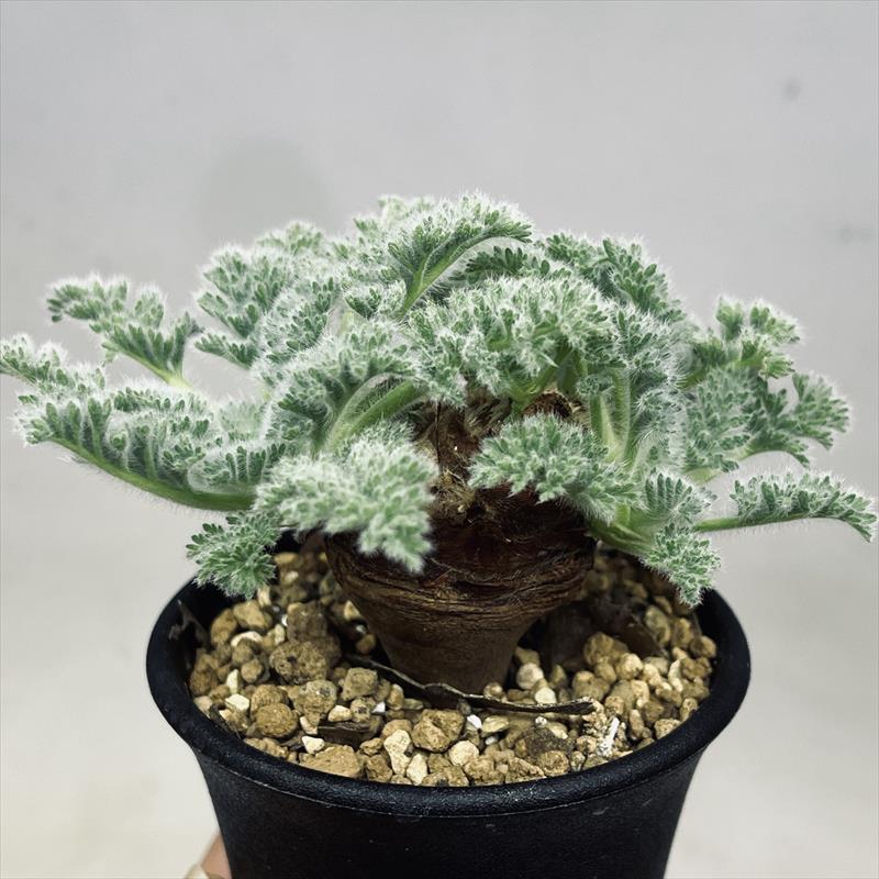 �����ǥå������ڥ�르�˥��ࡡ���åڥ�ǥ�����ĥ�*����10���