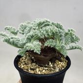 �����ǥå������ڥ�르�˥��ࡡ���åڥ�ǥ�����ĥ�*����10���