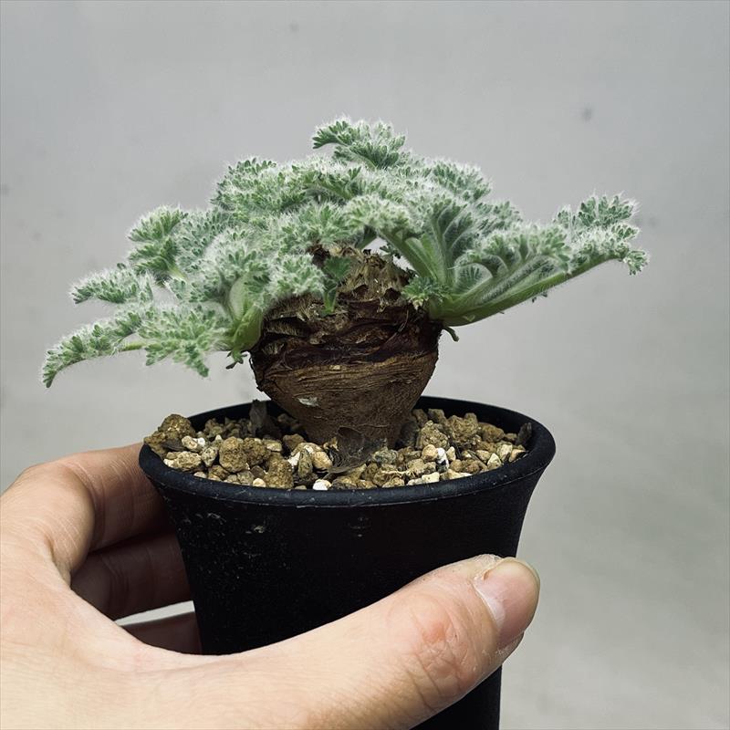 コーデックス：ペラルゴニウム アッペンディクラツム*葉幅10cm