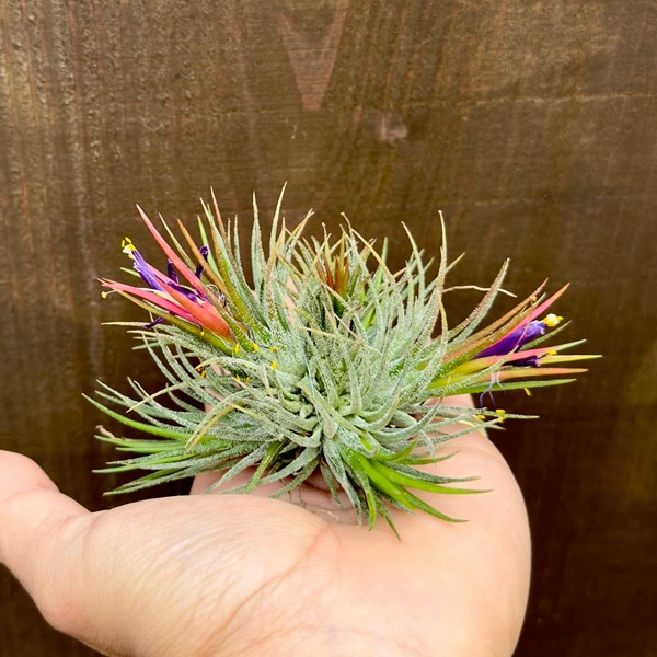 観葉植物 エアープランツ：チランジア イオナンタ フエゴ