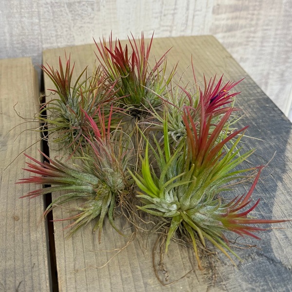 観葉植物 エアープランツ：チランジア イオナンタ フエゴ クランプ