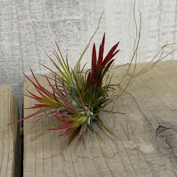 観葉植物 エアープランツ：チランジア イオナンタ フエゴ クランプ
