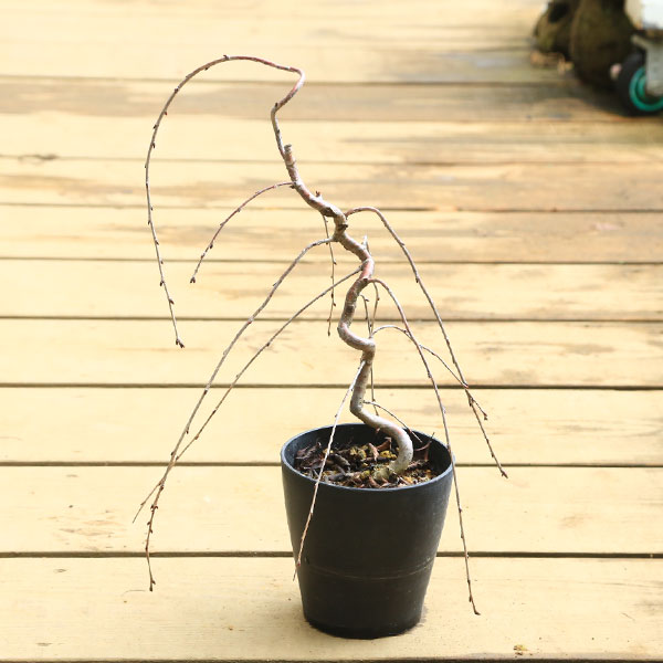 ����̵�����������ڡ��ߺϸ������������(�������ٻκ�)��Ť���������ʷ���*��Ź���ޤ���