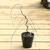 ����̵�����������ڡ��ߺϸ������������(�������ٻκ�)��Ť���������ʷ���*��Ź���ޤ���