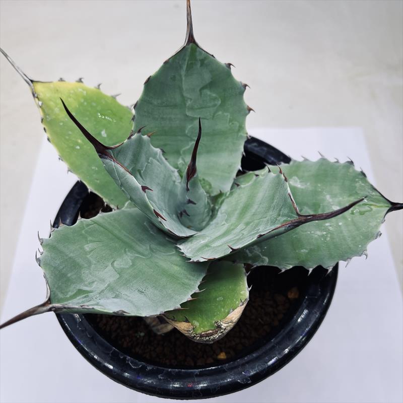 多肉植物：アガベ ナサビオラム*幅20cm | サボテン＆多肉植物,多肉