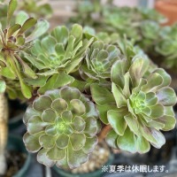 おしゃれ 観葉植物：アエオニウム カシミアバイオレット*5号プラポット