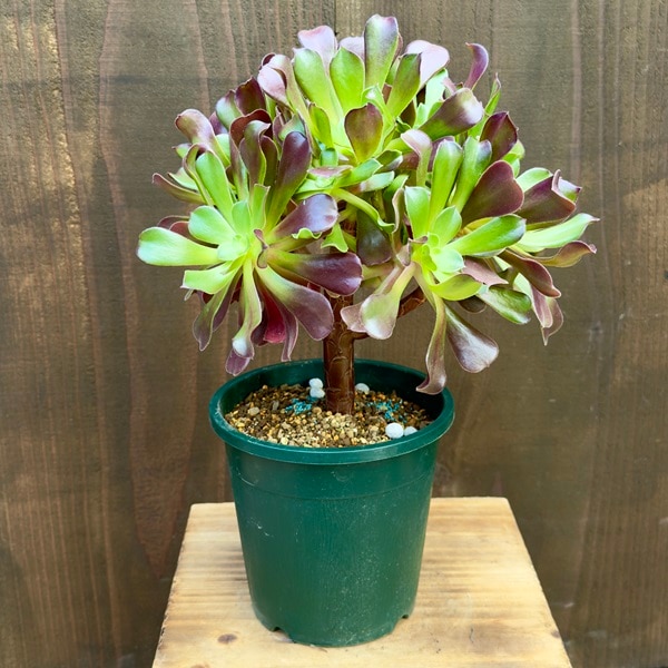 18#植物アエオニウム❤️カシミアバイオレット糸引き錦❤️1大頭7小頭18cm拔き苗 18#植物アエオニウム❤️カシミアバイオレット糸引き錦❤️1大頭