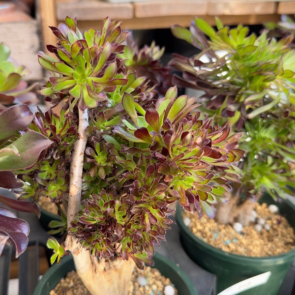 観葉植物：アエオニウム 黒法師 綴化*5号プラポット クロホウシ テッカ