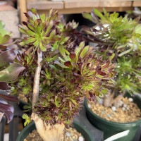 観葉植物：アエオニウム 黒法師 綴化*5号プラポット クロホウシ テッカ