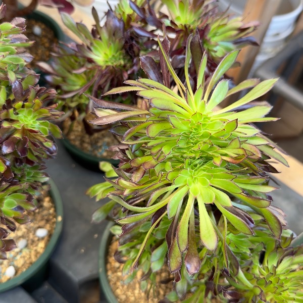 【専用】アエオニウム　綴化18点セット 専用】アエオニウム 綴化18点セット 2025年最新】アエオニウム綴化の