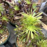 観葉植物：アエオニウム 黒法師 綴化*5号プラポット クロホウシ テッカ