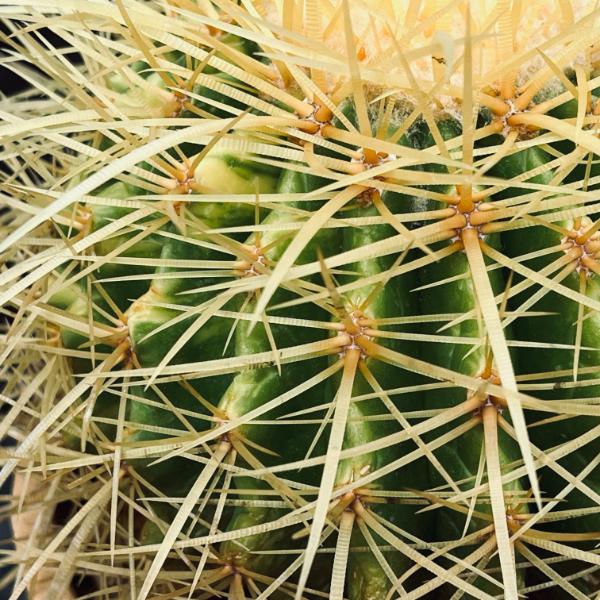 多肉植物｜金鯱錦 000000013759_1_EMty9Ye.jpg