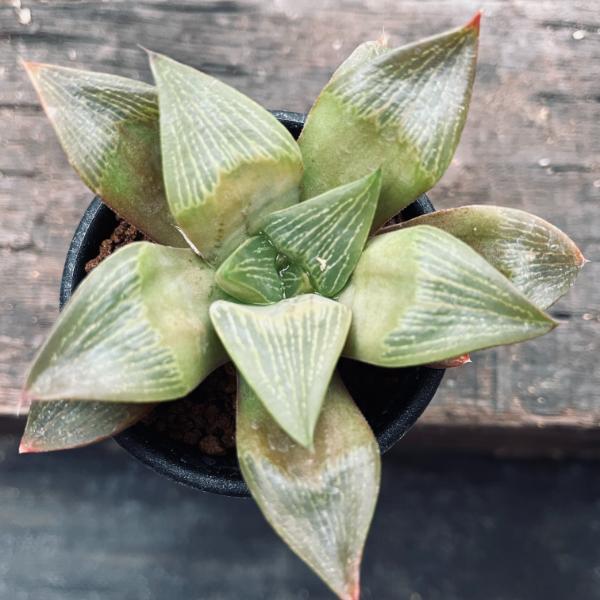 38d ハオルチア　多肉植物　龍脈寿　自家繁殖 38d ハオルチア 多肉植物 龍脈寿 自家繁殖