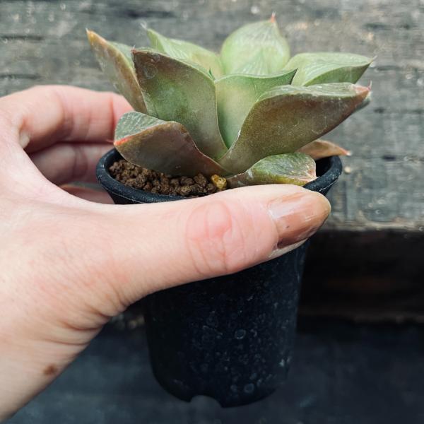 38d ハオルチア　多肉植物　龍脈寿　自家繁殖 ハオルチア 姫寿 Haworthia heidelbergensis｜多肉植物図鑑
